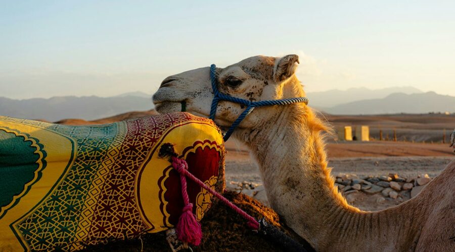 Camel-Riding-in-Agafay-Desert