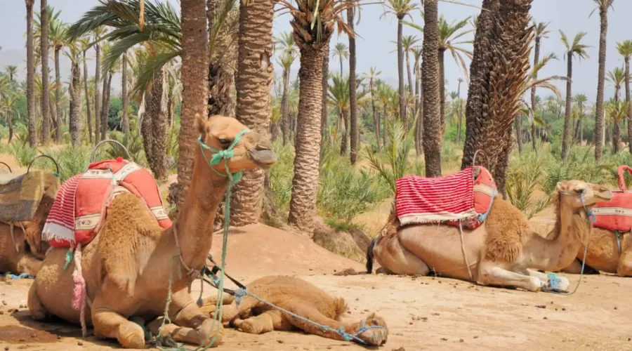 palmeraie-chameau-marrakech-mai